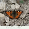 aglais urticae pyatigorsk imago 1